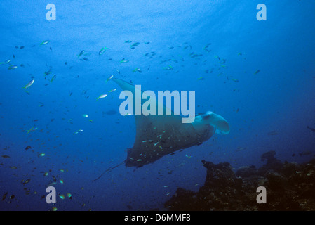 Manta Ray, Scuba Diving Safari im gesamten Nov1993 Digital Unterwasser schieben-Konvertierung, Malediven, Inseln, Malediven, Indischer Ozean Stockfoto