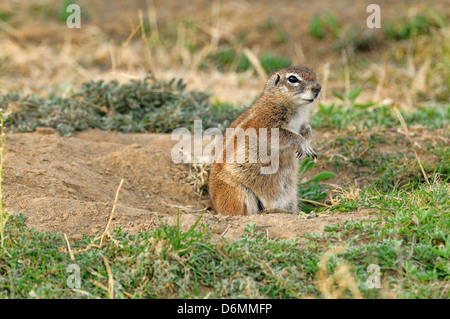 Südafrika (Kap) Grundeichhörnchen Geosciurus Inauris fotografiert im Mountain Zebra National Park, Südafrika Stockfoto