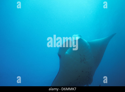 Manta Ray, Scuba Diving Safari im gesamten Nov1993 Digital Unterwasser schieben-Konvertierung, Malediven, Inseln, Malediven, Indischer Ozean Stockfoto