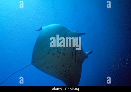 Manta Ray, Scuba Diving Safari im gesamten Nov1993 Digital Unterwasser schieben-Konvertierung, Malediven, Inseln, Malediven, Indischer Ozean Stockfoto