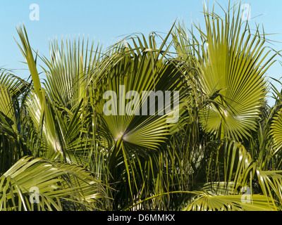 Nahaufnahme von Ventilator-Palmenblätter von einem Dach und gegen blauen Himmel, Marokko, Nordafrika Stockfoto