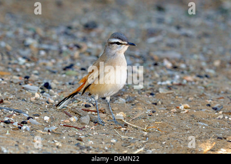 Kalahari Scheuern-Robin Cercotrichas Paena Bilder aus dem Monat in Namibia Stockfoto