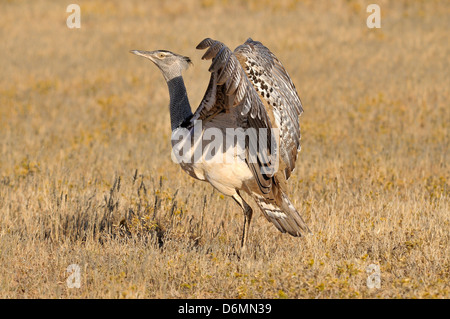 Kori Bustard Ardeotis Kori fotografiert in Südafrika Stockfoto