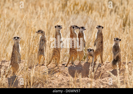 Meerkat Suricata Suricatta fotografiert in Kgalagadi Nationalpark, Südafrika Stockfoto