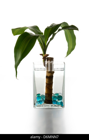 Dracaena Massangeana: dekorative Pflanze in einer Vase auf einem weißen Hintergrund. Stockfoto