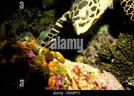 Scuba Diving Safari in den Malediven, Nov 1993 Digital Unterwasser schieben Sie Konvertierungen, Malediven, Inseln, Indischer Ozean Stockfoto