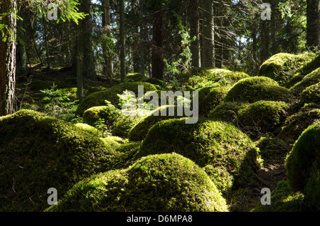 Bemoosten Felsen in einem nordischen Nadelwald. Aus der Provinz Småland in Schweden. Stockfoto