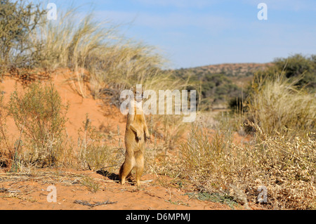 Gelbe Mongoose Cynictis Penicillata fotografiert in Kgalagadi Nationalpark, Südafrika Stockfoto