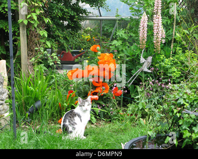 Tabby und weiße Katze im Garten mit roten Mohnblumen und rosa Lupinen Stockfoto