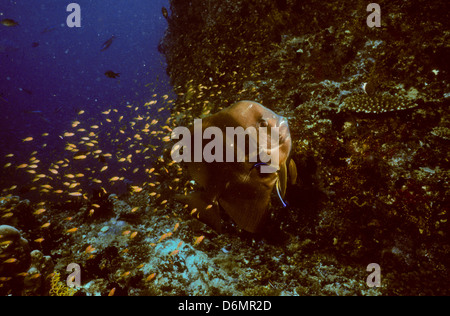 Scuba Diving Safari in den Malediven, Nov 1993 Digital Unterwasser schieben Sie Konvertierungen, Malediven, Inseln, Indischer Ozean Stockfoto