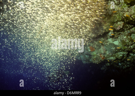 Blue Coral Seas, Unterwasser Fotografie, Malediven schieben Okt 1989 unter Wasser Konvertierungen, maledivischen Inseln, Malediven, Indischer Ozean Stockfoto