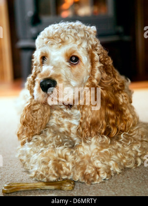 Cocker Spaniel mit großen Ohren liegen und beobachten Stockfoto