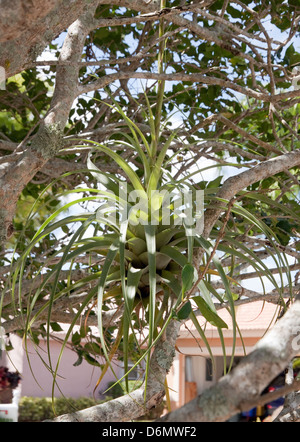 Tillandsia utriculata, größten Werk in der bromelie Familie. Eine epiphytisch lebt auf einem Host, der Baum, nicht Boden erforderlich. Im südlichen Florida. Stockfoto