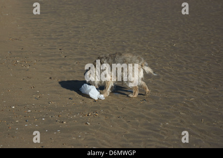 alten Border Terrier sandigen Strand für Hunde jagen Tragetasche Stockfoto