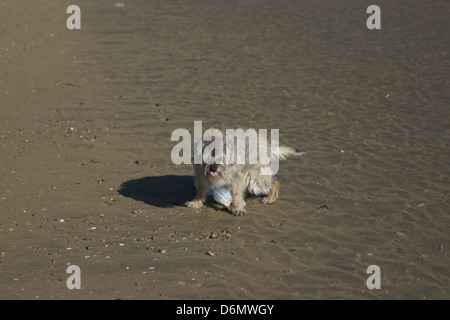 alten Border Terrier sandigen Strand für Hunde jagen Tasche Stockfoto