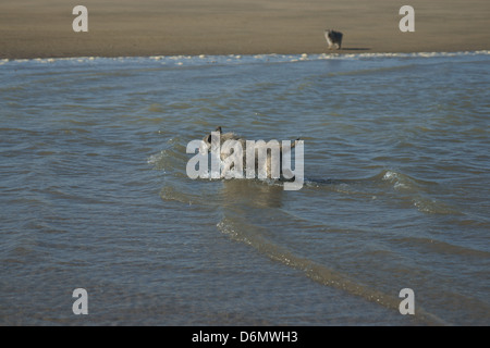 Hund alte Border Terrier sandigen Strand Wasser Flut Wellen hereinkommen Hund schütteln Stockfoto