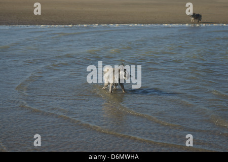 Hund alten Border Terrier sandigen Strand Wasser Gezeiten Wellen kommen in Stockfoto