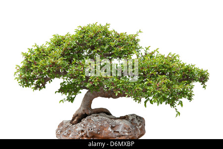 Chinesische Ulme, grüne Bonsai Baum wächst auf einem Felsen. Isoliert auf weiss. Stockfoto