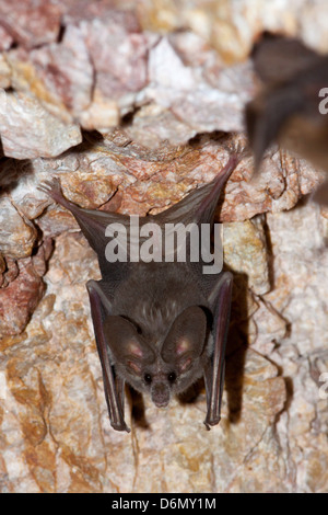 California Blatt-gerochene Bat Macrotus Californicus Harquahala Berge, nw von Phoenix, Arizona, USA 17 April Erwachsene Stockfoto