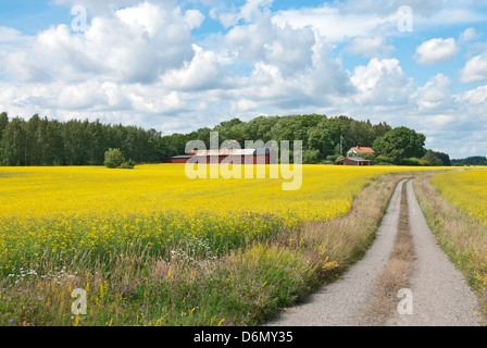 Schwedische ländliche Landschaft. Landstraße in gelben Wiese. Stockfoto