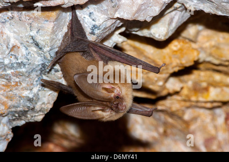 Townsends Big-Schmuckschildkröte Bat Langohrfledermäuse Townsendii Harquahala Berge, nw von Phoenix, Arizona, USA 17 April Erwachsene Stockfoto