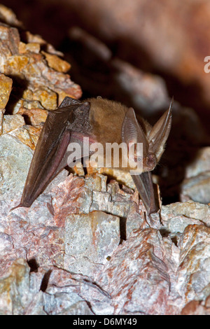 Townsends Big-Schmuckschildkröte Bat Langohrfledermäuse Townsendii Harquahala Berge, nw von Phoenix, Arizona, USA 17 April Erwachsene Stockfoto