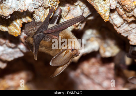 Townsends Big-Schmuckschildkröte Bat Langohrfledermäuse Townsendii Harquahala Berge, nw von Phoenix, Arizona, USA 17 April Erwachsene Stockfoto