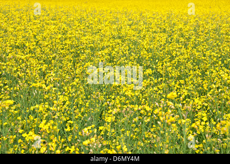 Sommer Hintergrund. Lebhafte gelbe Wiese von blühenden Schaumkraut. Stockfoto