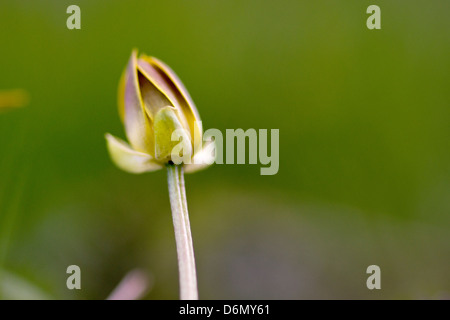 Blume zu öffnen Stockfoto