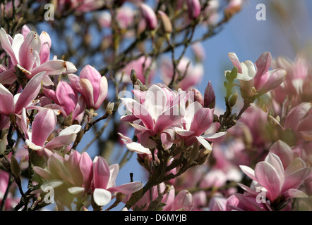 Stuttgart, Deutschland, Magnolienblueten in der maurischen Garten Wilhelma Stockfoto