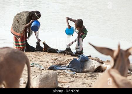 Semera, Äthiopien, Nomaden Wasserholen an einer Wasserstelle Stockfoto