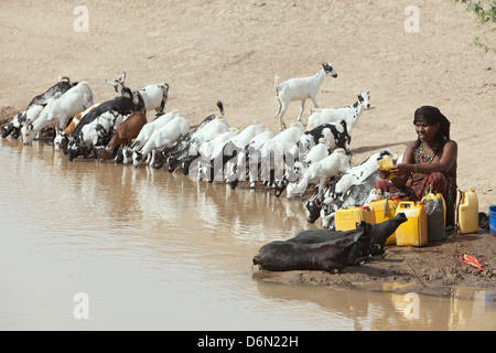 Semera, Äthiopien, Nomaden Wasserholen an einer Wasserstelle Stockfoto