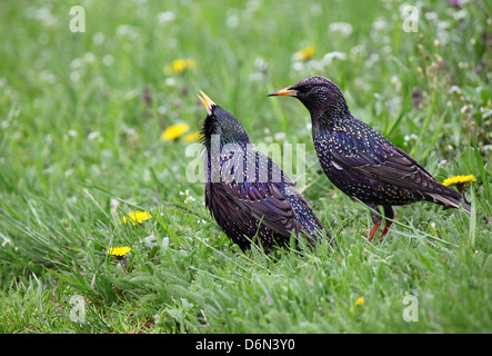 paar der gemeinsamen Stare in Grasgrün Stockfoto