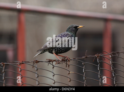 Europäische Starling auf Zaun sitzen Stockfoto