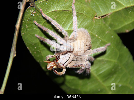 Nahaufnahme von Tarantula, Taman Negara Nationalpark Stockfoto