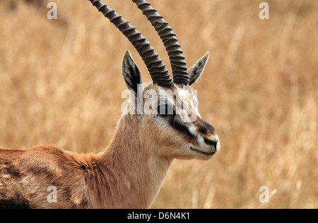 Porträt von einem Thomson es Gazelle (Eudorcas Thomsonii), Serengeti, Tansania Stockfoto