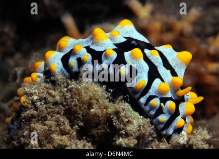 Krampfadern Warze Slug (Phyllidia Varicosa), Lembeh Strait, Indonesien Stockfoto