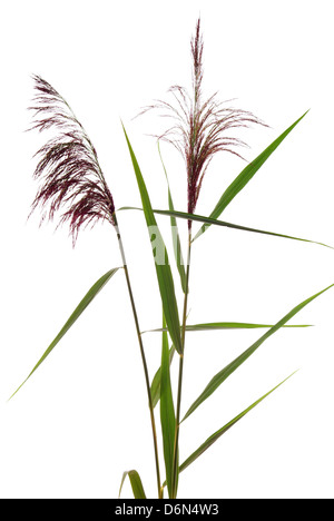 hohes Schilf Grass auf weißem Hintergrund Stockfoto