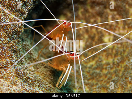 Weiß gebändert Reiniger Garnelen (Lysmata Amboinensis), Bunaken, Indonesien Stockfoto