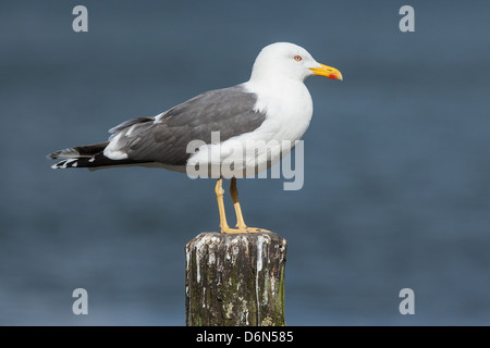 Erwachsenen weniger Black-backed Gull (Larus Fuscus) thront auf Post, Cumbria Stockfoto