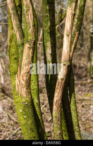 Schäden an Baum verursacht durch Browsen Europäische Rehe (Capreolus Capreolus), Cumbria, England Stockfoto