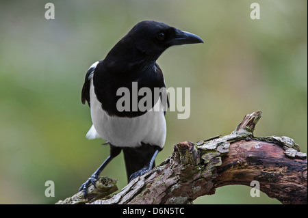 Eurasische Elster / Europäische Elster / gemeinsame Elster (Pica Pica) thront auf Zweig Stockfoto