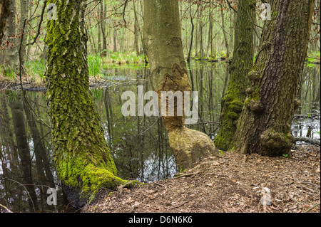 Birken Sie-Werder, Deutschland, Biberspuren in einem Baum Stockfoto