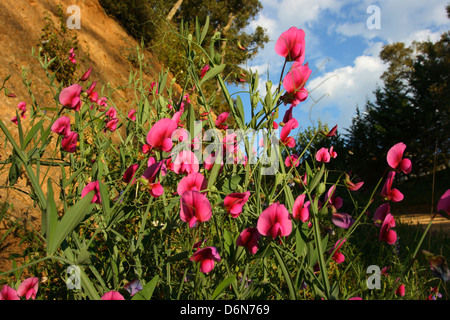 Mehrjährige Duftende Platterbse, Lathyrus Latifolius. Pflanze mit Blüten Stockfoto