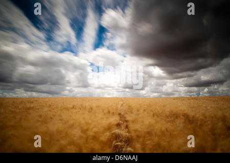 Sevilla, Spanien, Wolken über einem Weizenfeld Stockfoto