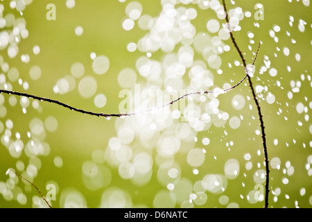 Berlin, Deutschland, Zweige von Wasser fällt einem Rasensprenger Stockfoto