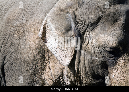 Berlin, Deutschland, ein Elefant im zoo Stockfoto