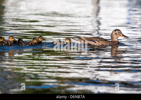 Berlin, Deutschland, eine Stockente-Familie auf dem Wasser Stockfoto