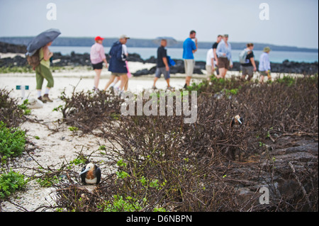 Touristen gehen auf Isla Genovesa, Galapagos-Inseln, Unesco Website, Ecuador, Südamerika Stockfoto