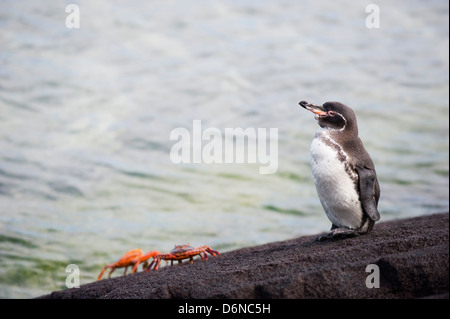 Galápagos-Pinguin Spheniscus Mendiculus Isla Isabela, Galapagos-Inseln, Unesco Website, Ecuador, Südamerika Stockfoto